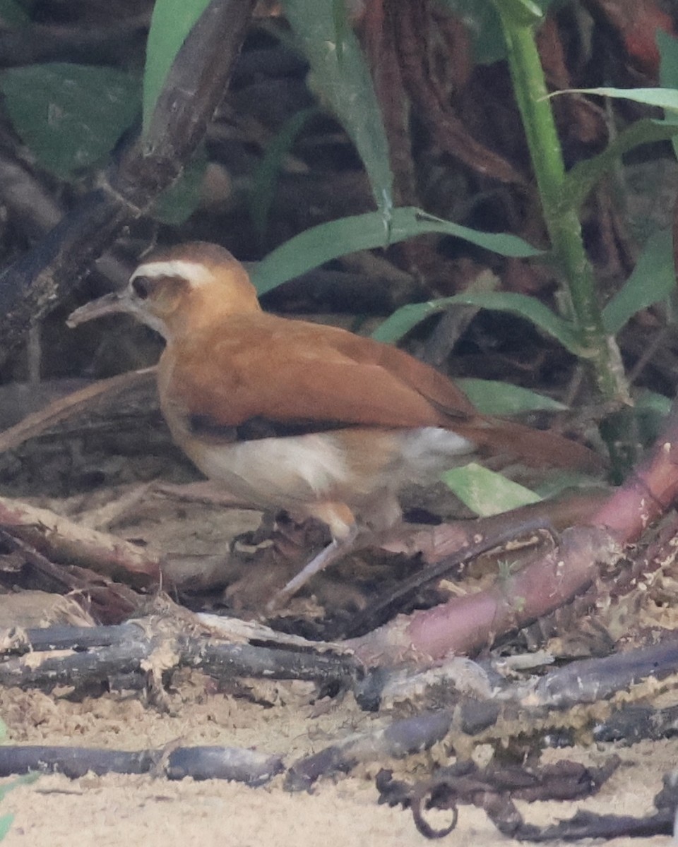 Pale-legged Hornero - ML642962670