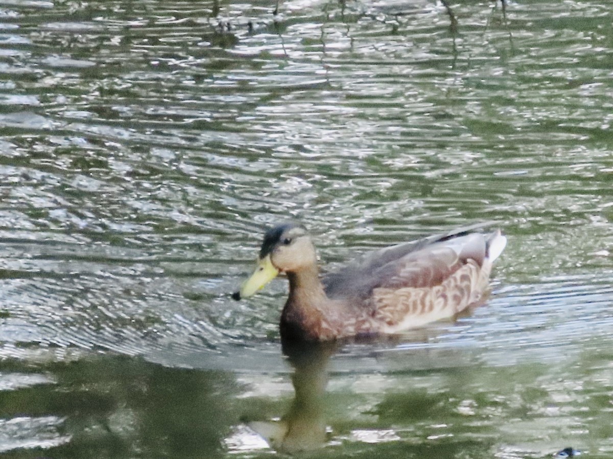 Mallard - ML642962679