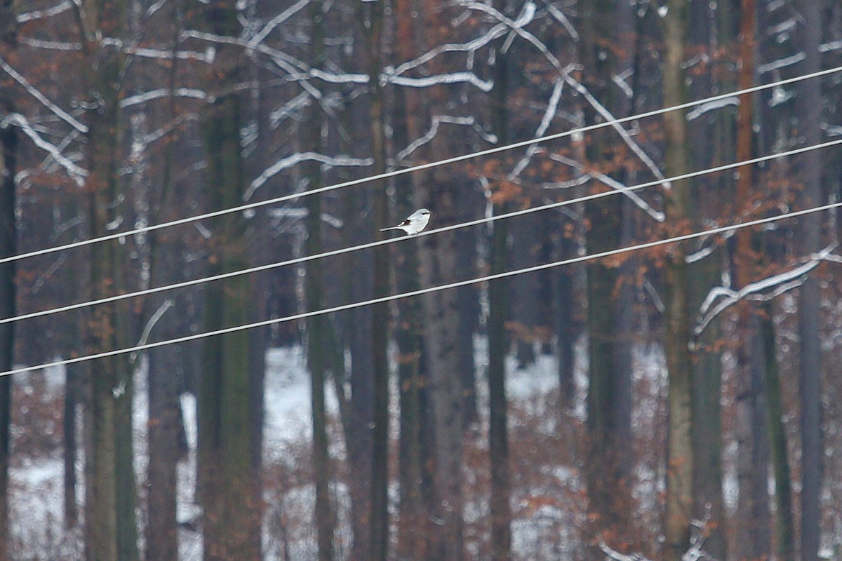 Great Gray Shrike (Great Gray) - ML642962680