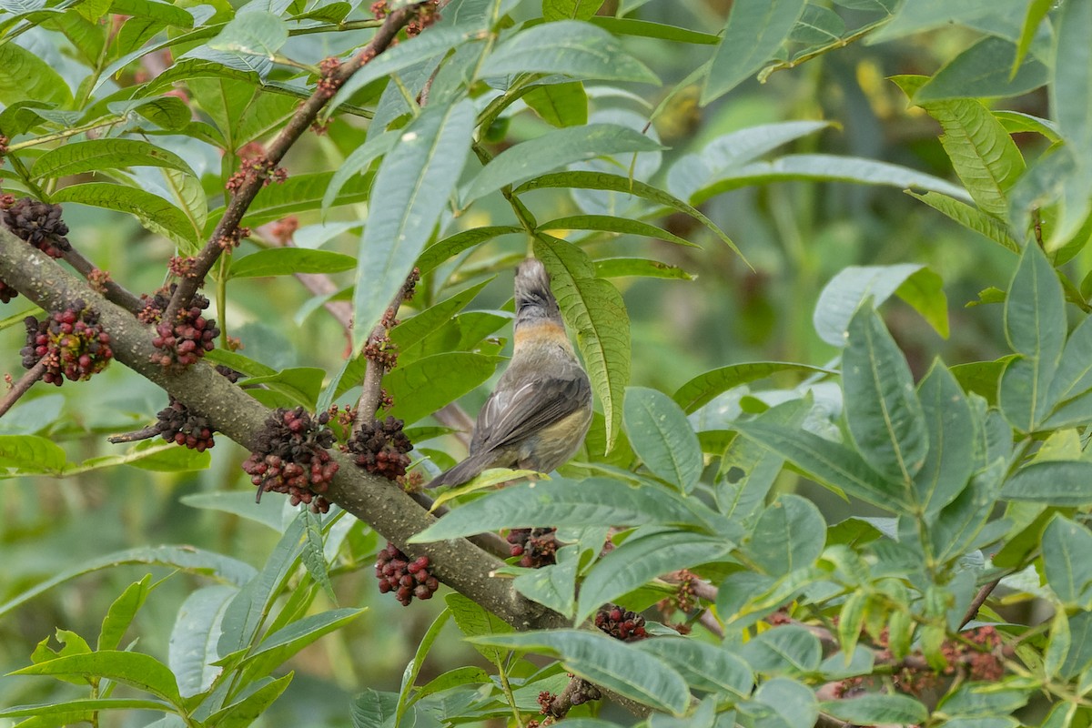 skjeggyuhina - ML642962694