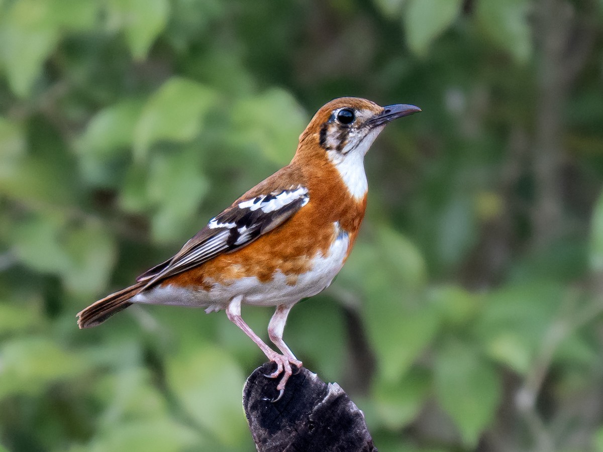 Orange-banded Thrush - ML642962695