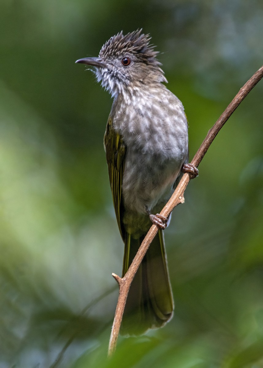 Mountain Bulbul - ML642962698
