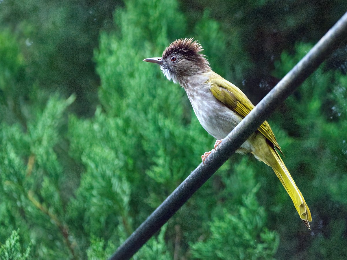 Mountain Bulbul - ML642962699