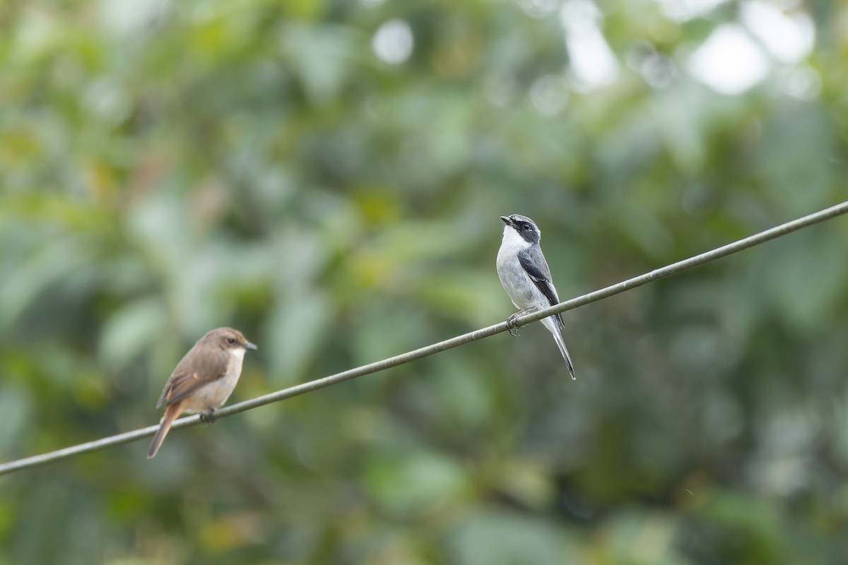 Gray Bushchat - ML642962700