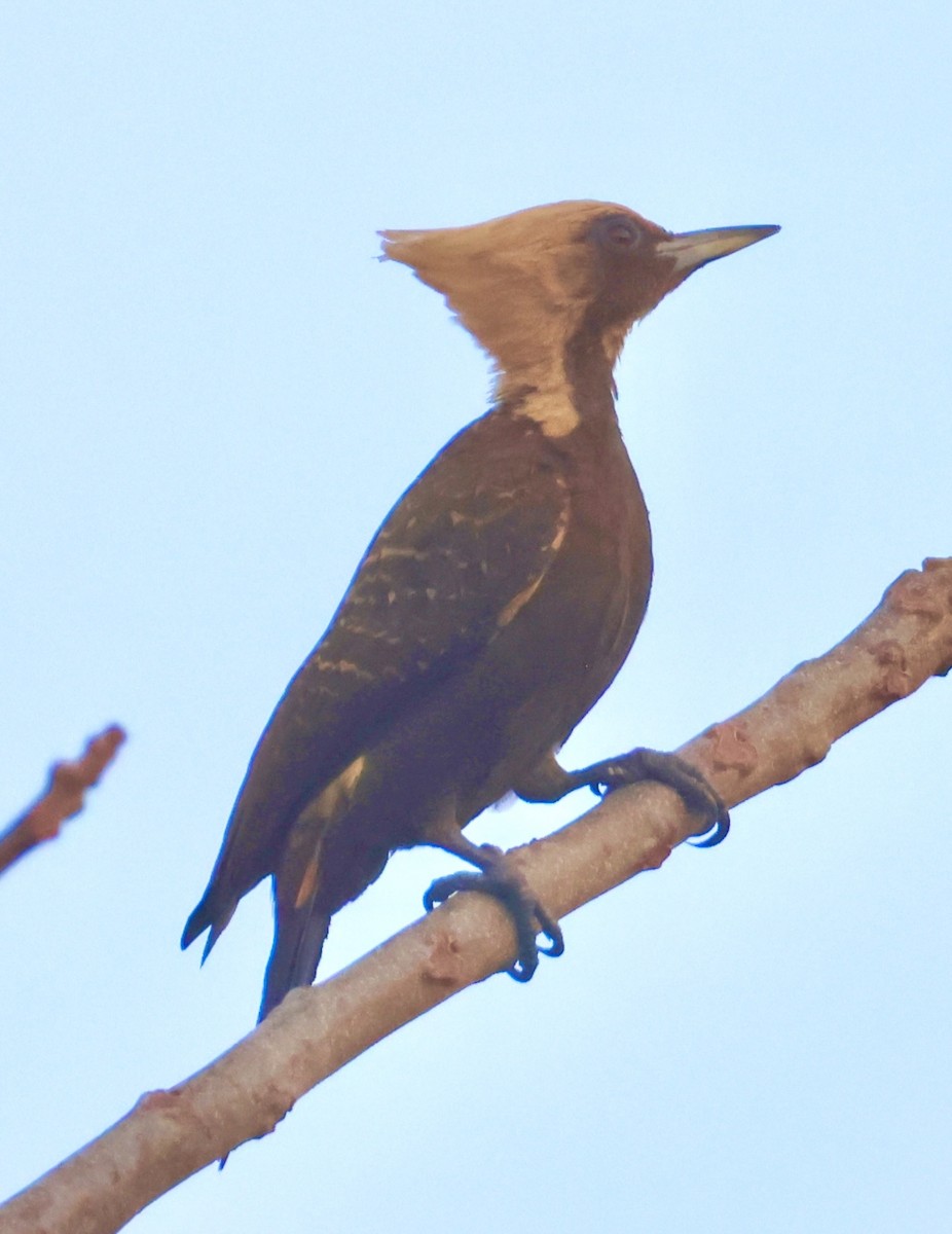 Pale-crested Woodpecker - ML642962718