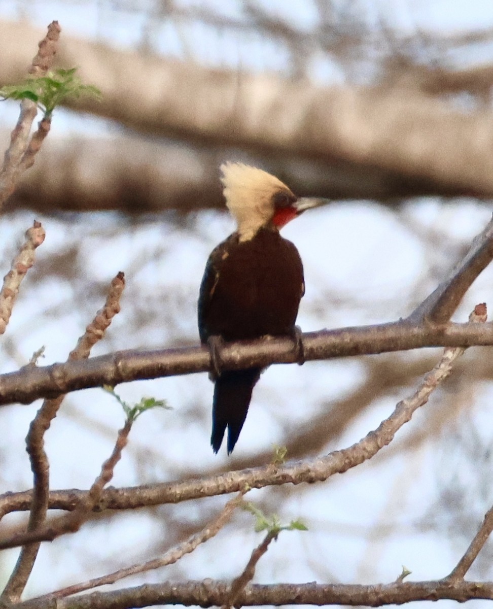 Pale-crested Woodpecker - ML642962719