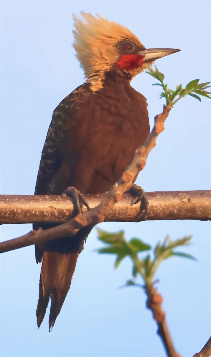 Pale-crested Woodpecker - ML642962720