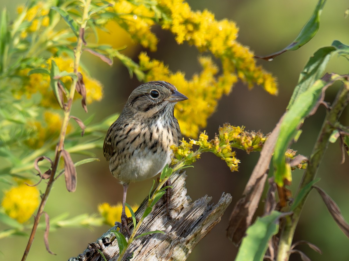 Lincoln's Sparrow - ML642962730