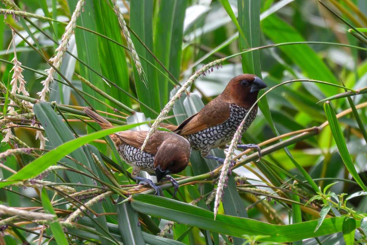Munia pettosquamato - ML642962735