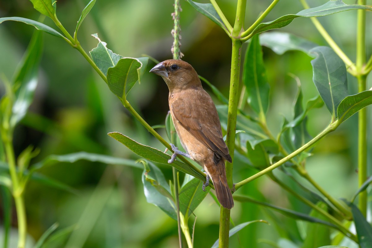 Munia pettosquamato - ML642962741