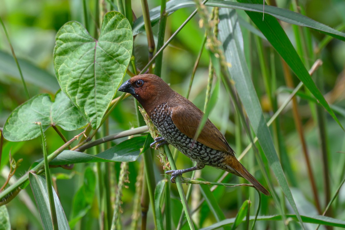Munia pettosquamato - ML642962744
