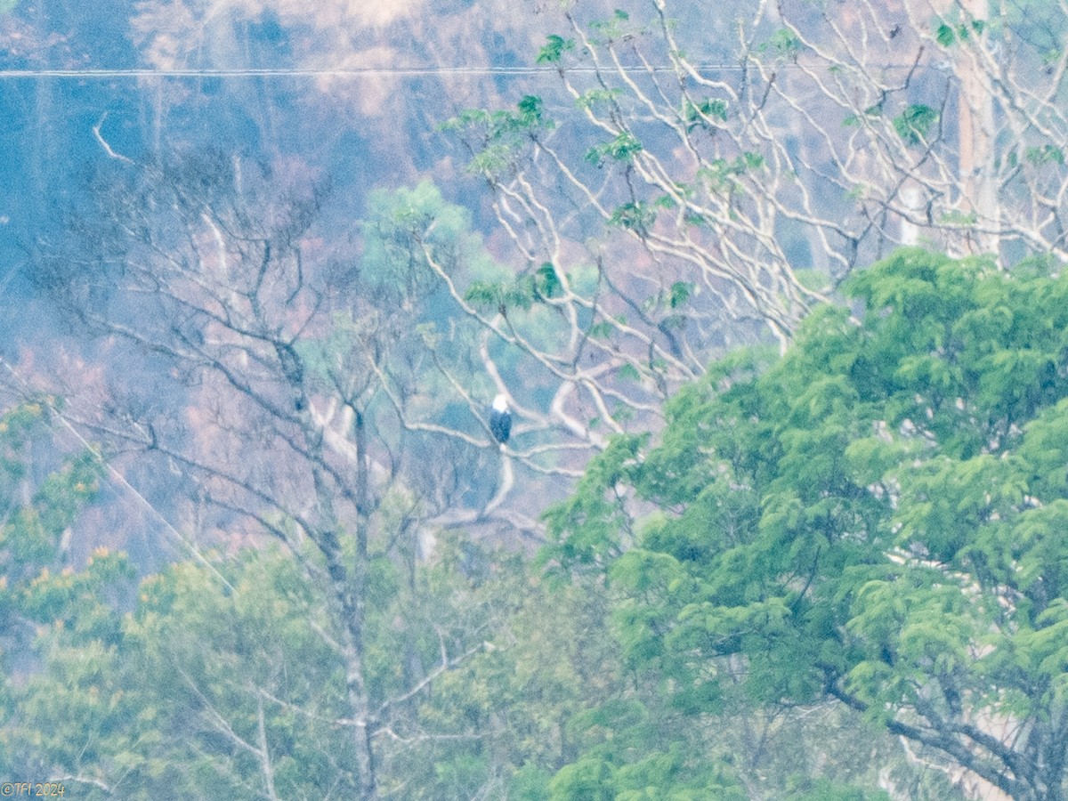 シロノスリ（albicollis） - ML642962759