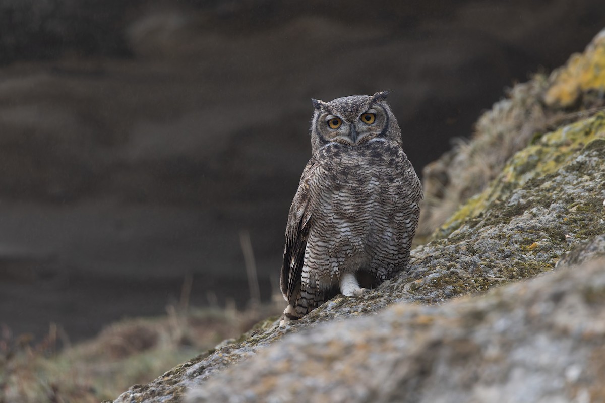 Lesser Horned Owl - ML642962767
