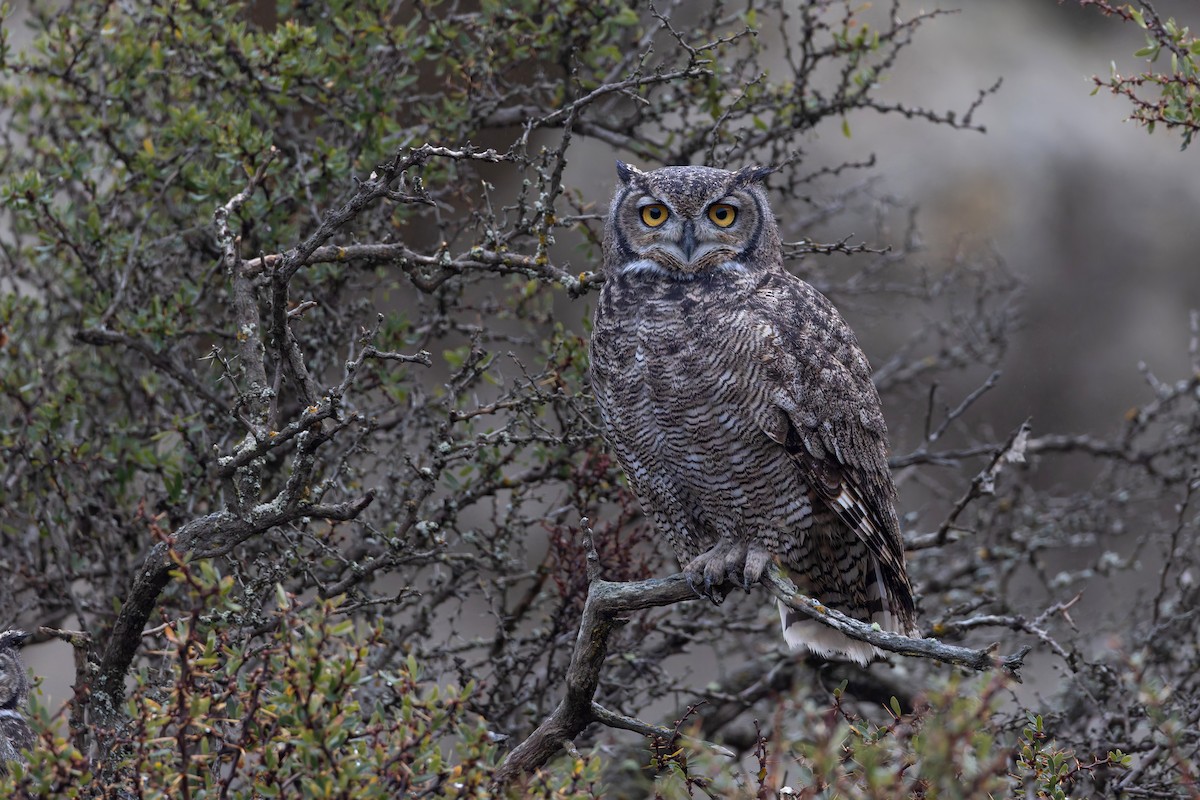 Lesser Horned Owl - ML642962769