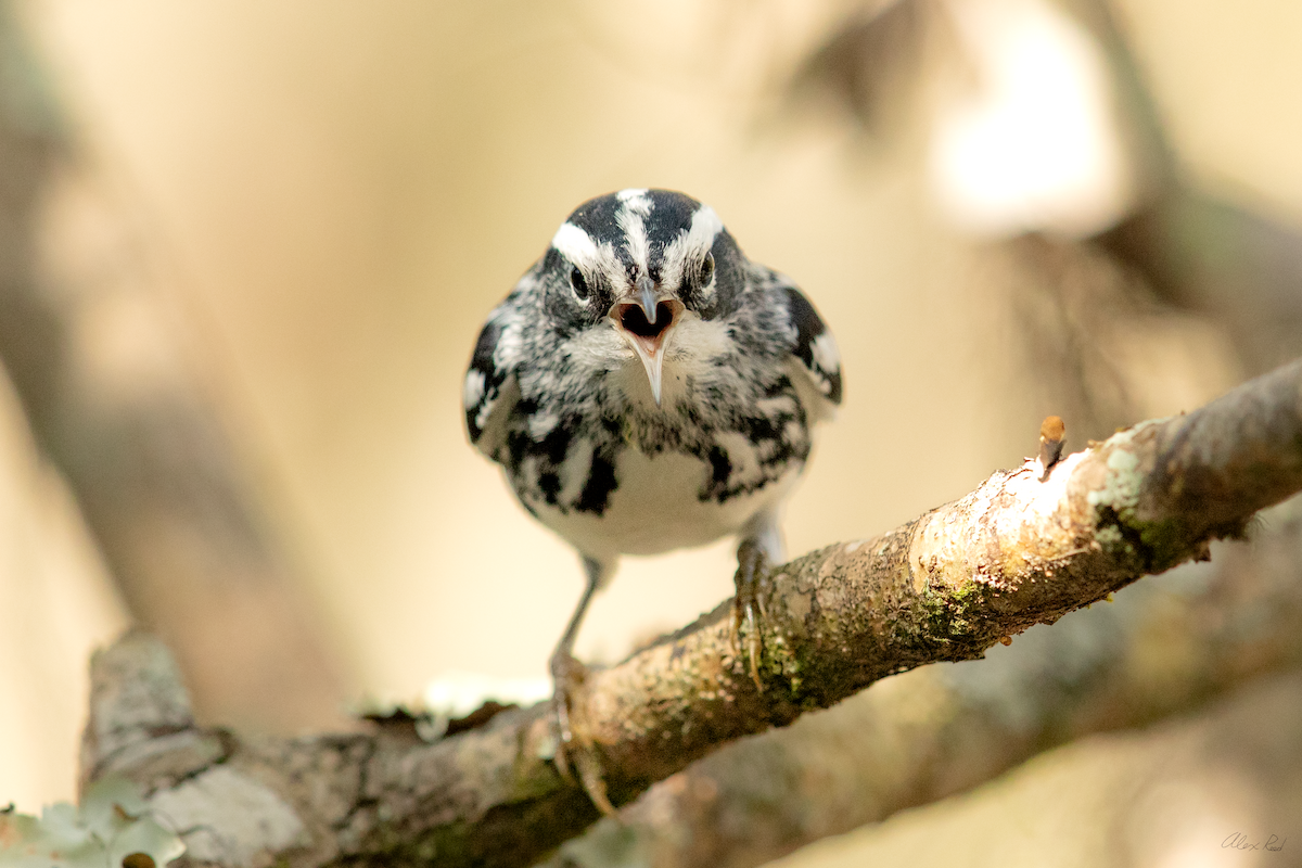 Black-and-white Warbler - ML642962773