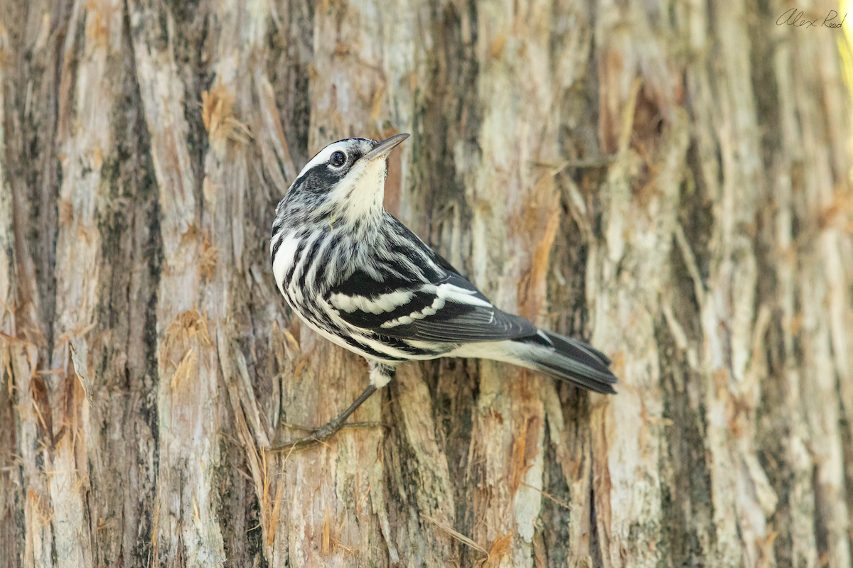 Black-and-white Warbler - ML642962774