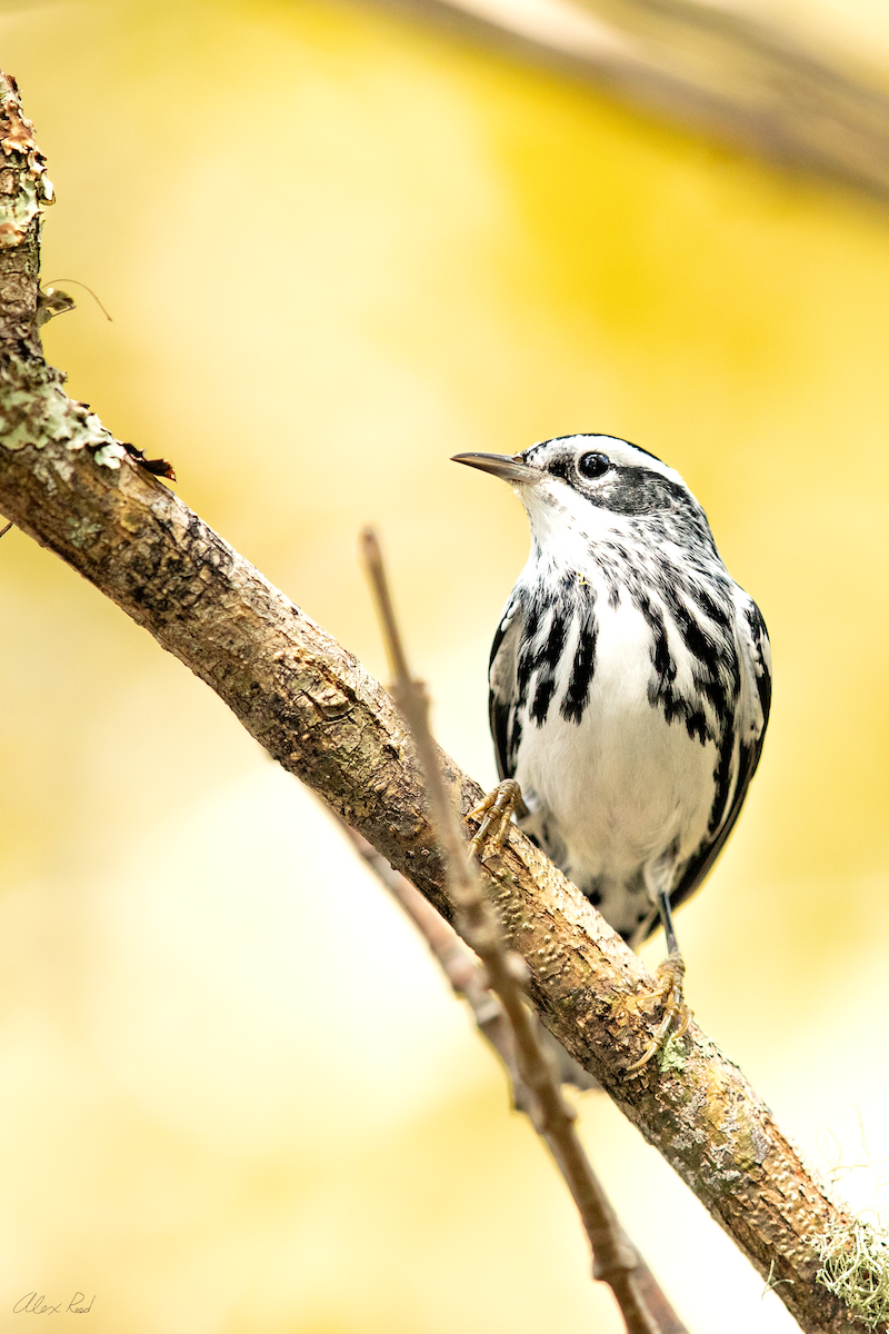 Black-and-white Warbler - ML642962775