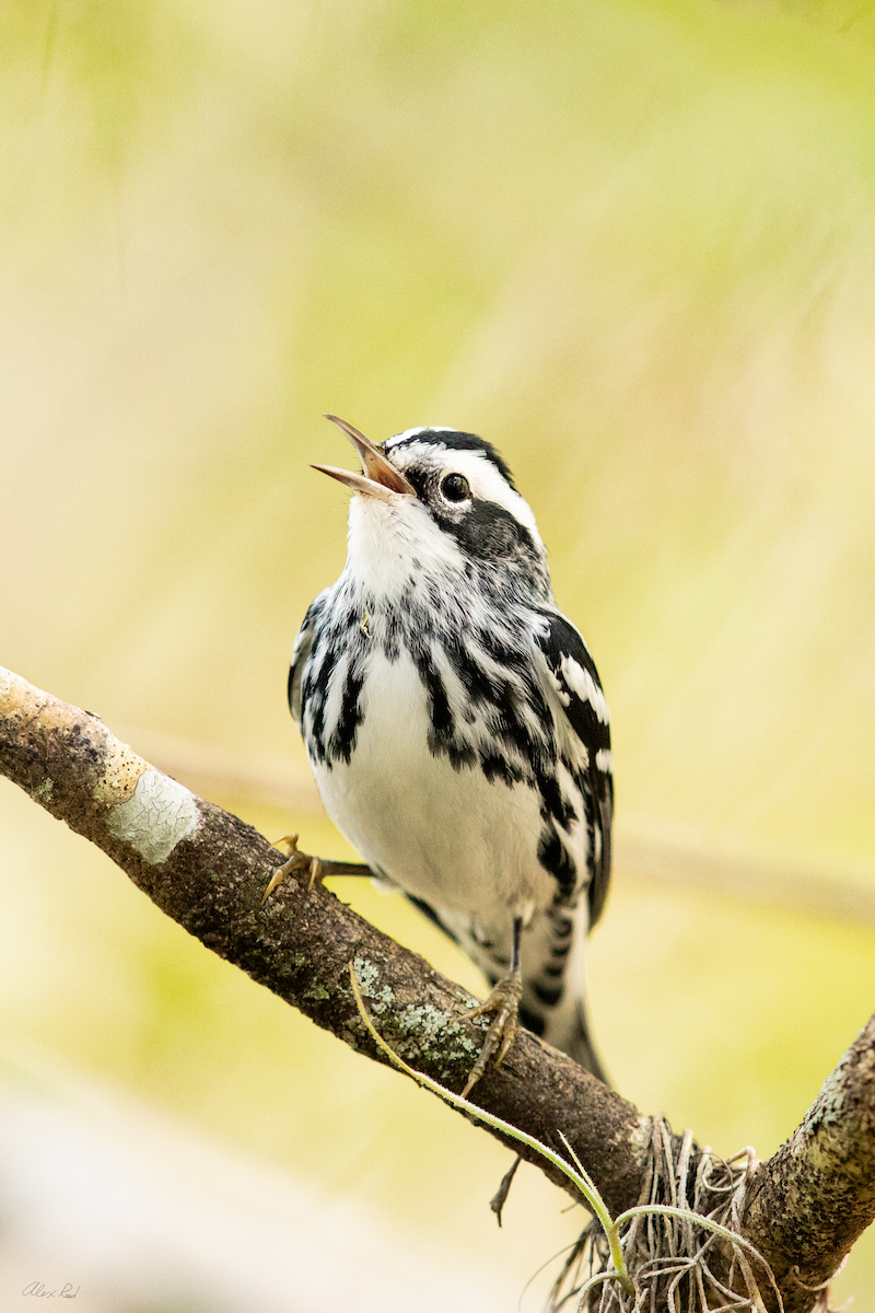 Black-and-white Warbler - ML642962777