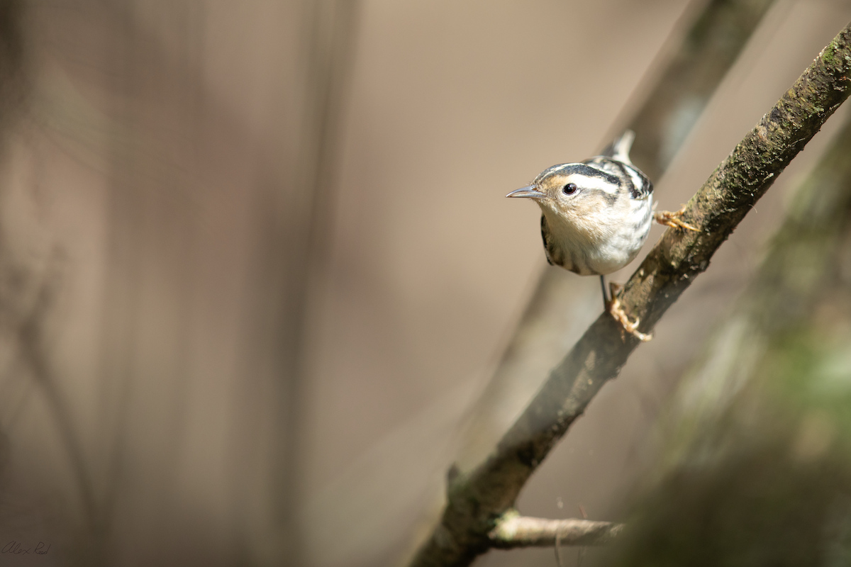Black-and-white Warbler - ML642962778