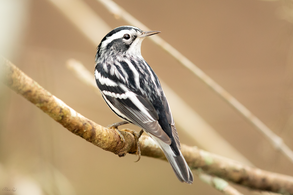 Black-and-white Warbler - ML642962779