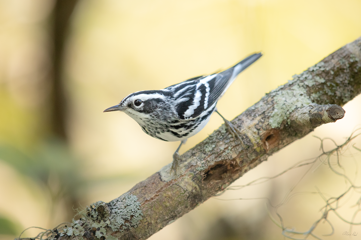 Black-and-white Warbler - ML642962780