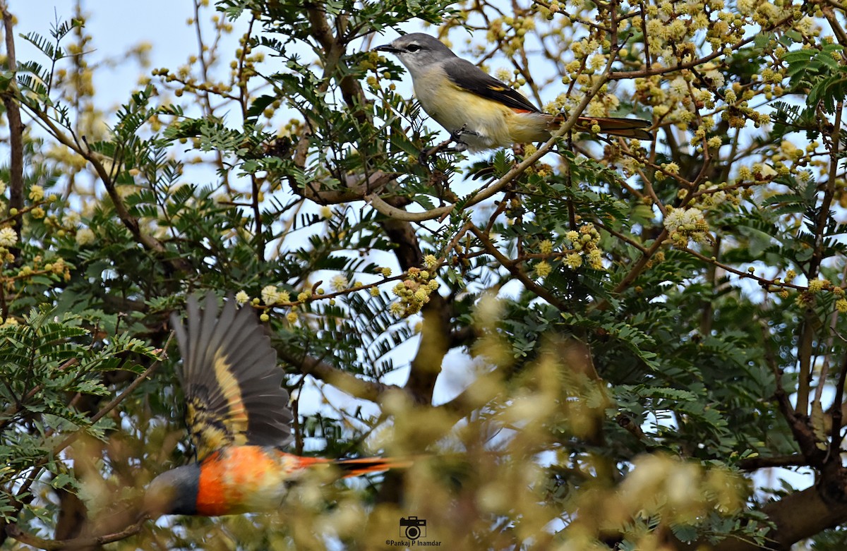 Small Minivet - ML642962794