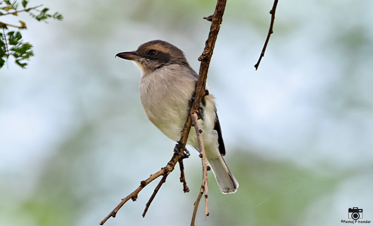 Common Woodshrike - ML642962795