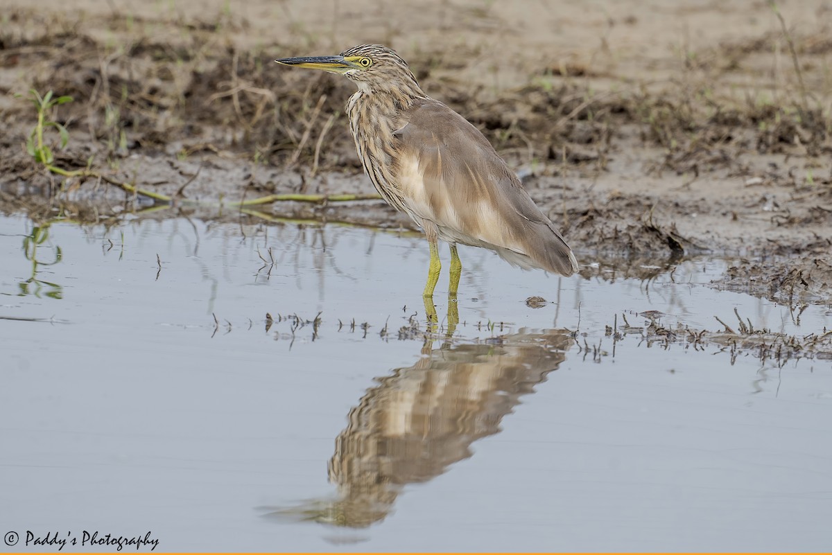Indian Pond-Heron - ML642962820