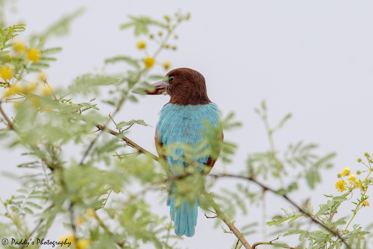 White-throated Kingfisher - ML642962829