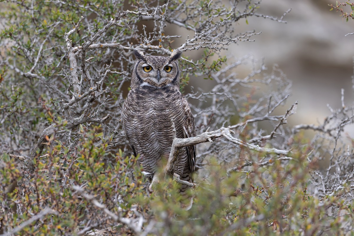 Lesser Horned Owl - ML642962842