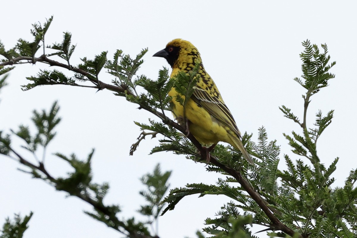Village Weaver - ML642962860