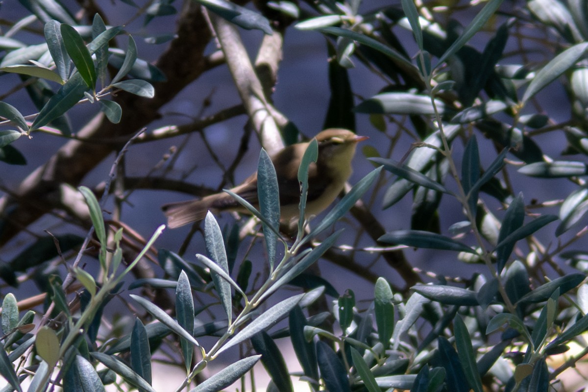 Melodious Warbler - ML642962865