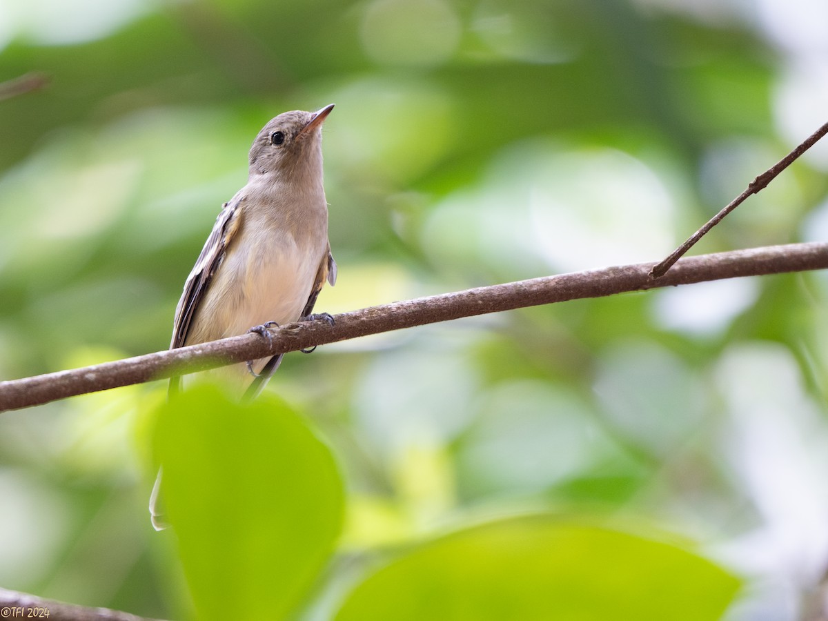 White-crested Elaenia - ML642962866