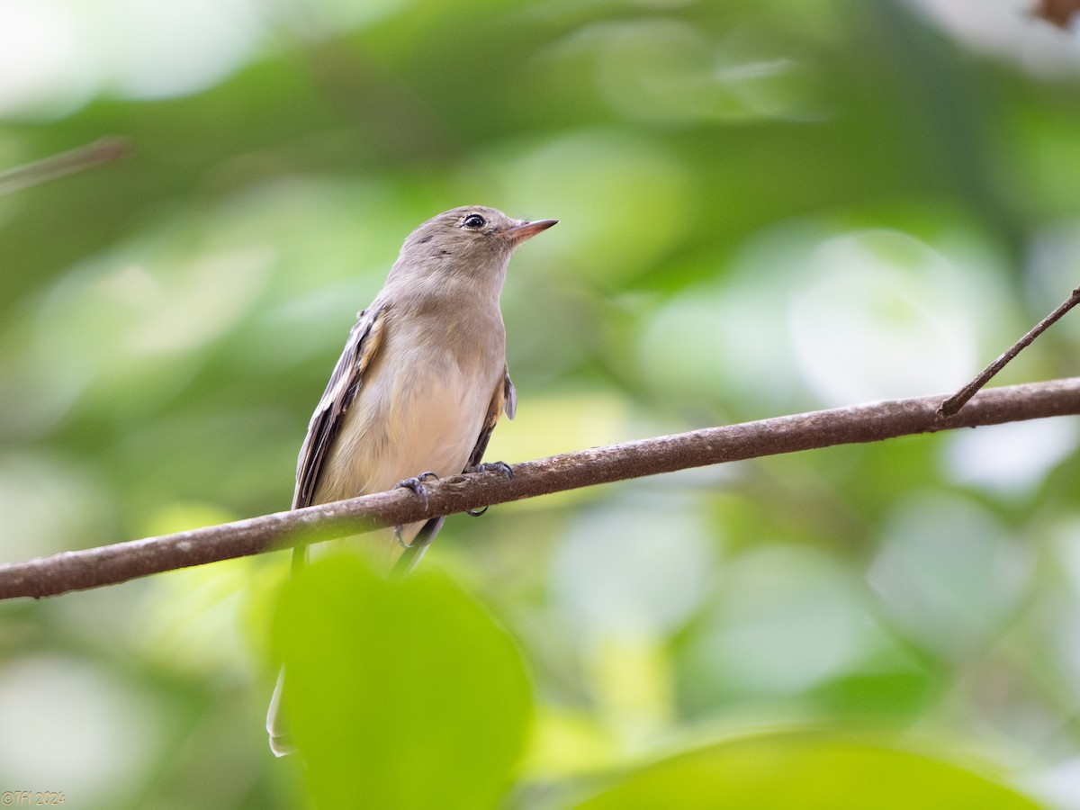 White-crested Elaenia - ML642962867