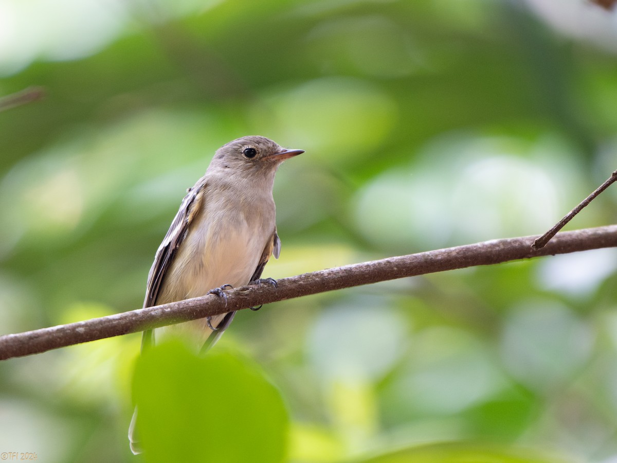 White-crested Elaenia - ML642962871