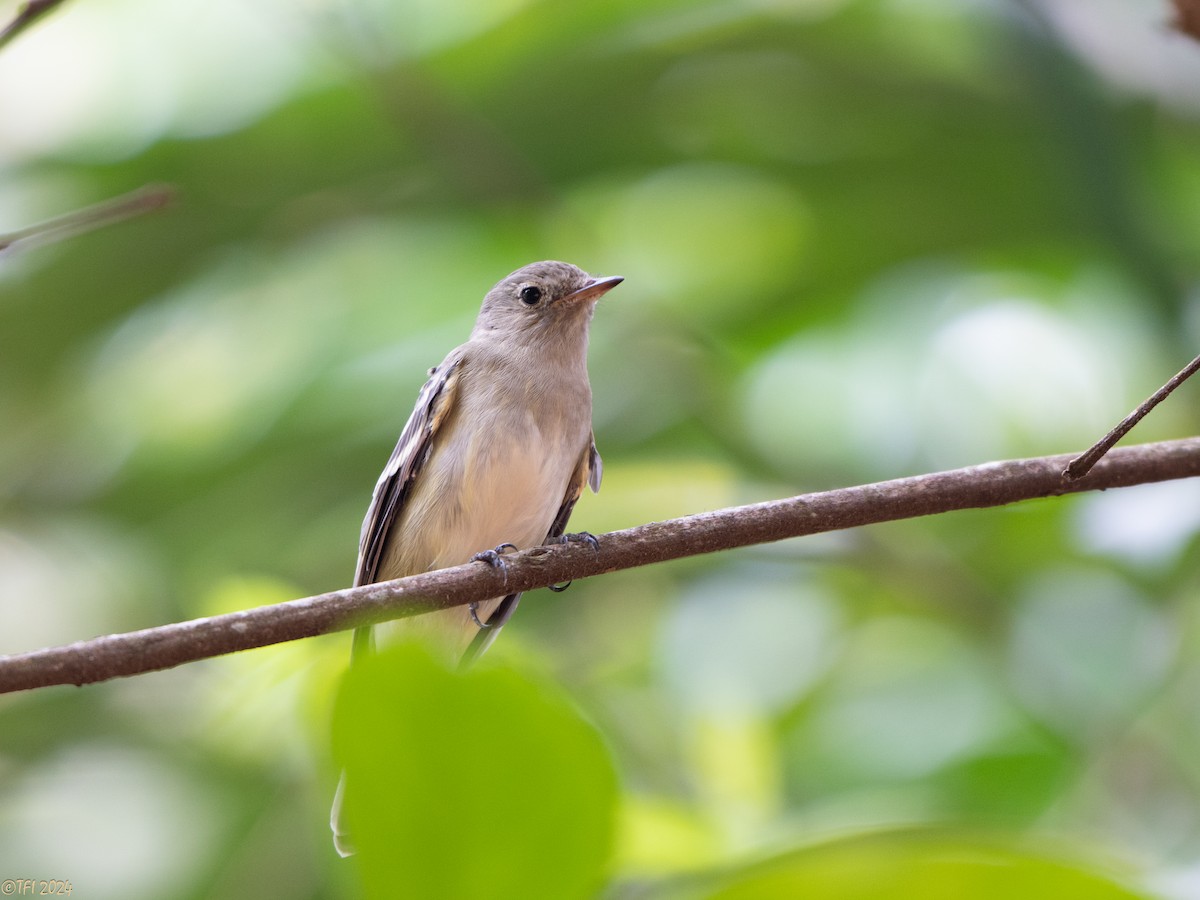 White-crested Elaenia - ML642962874