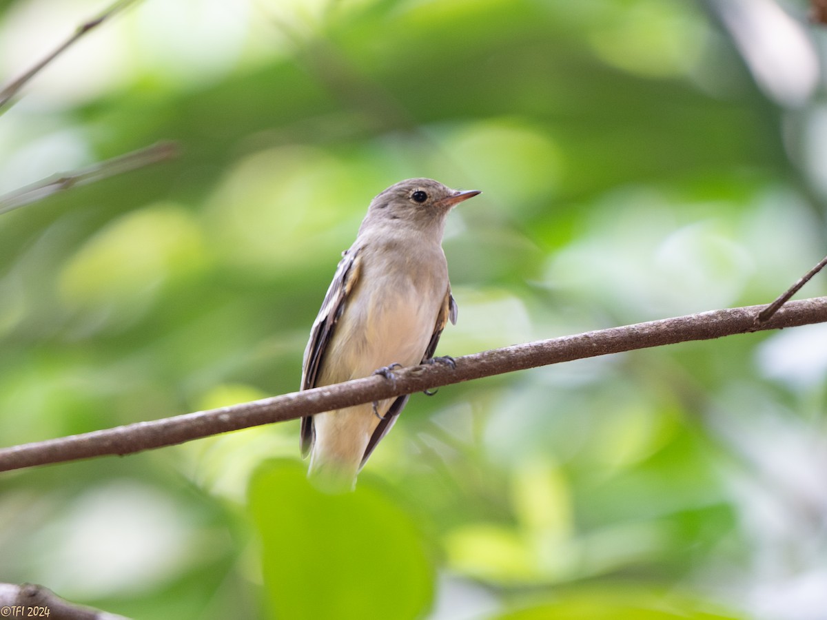 White-crested Elaenia - ML642962880