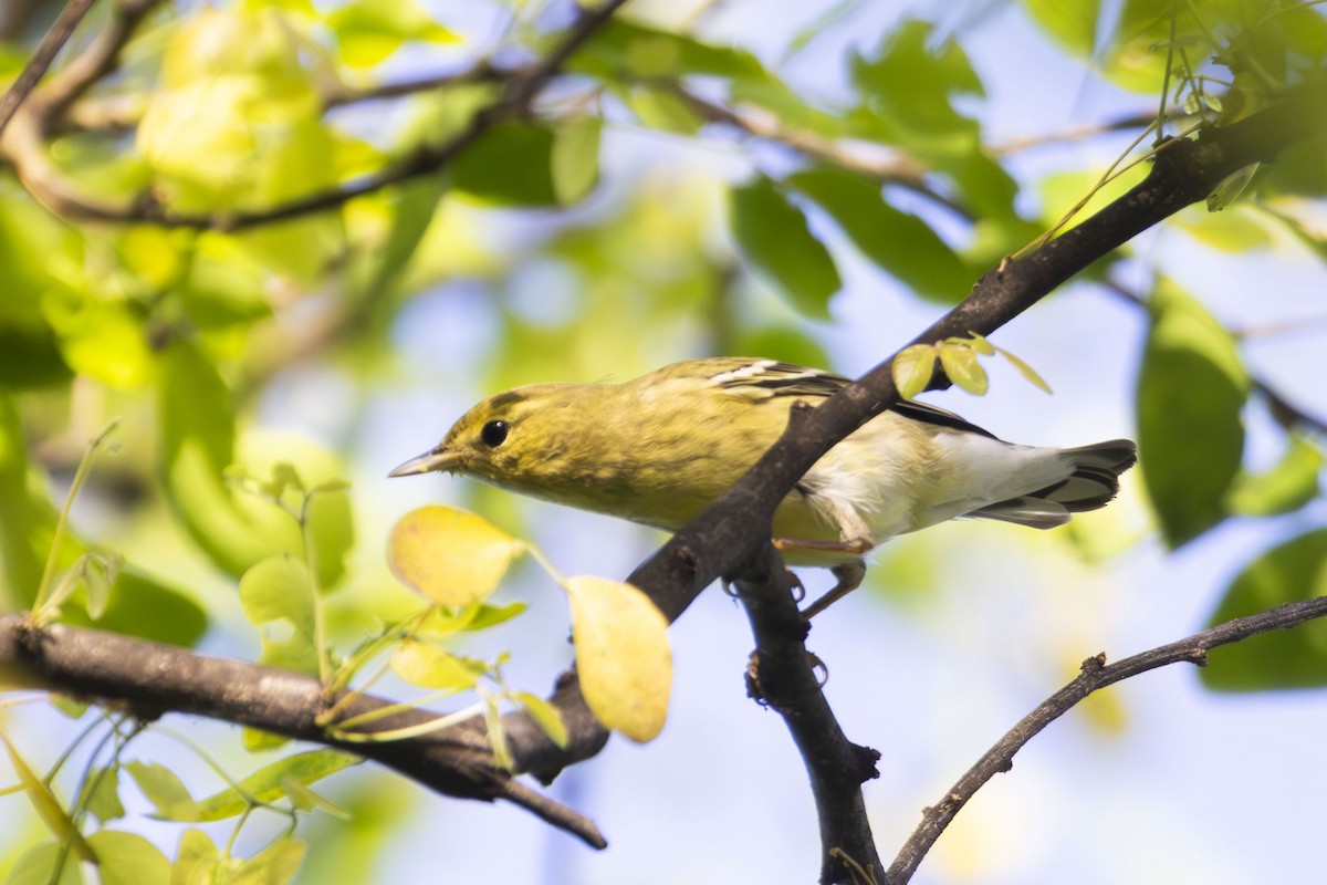 Blackpoll Warbler - ML642962881