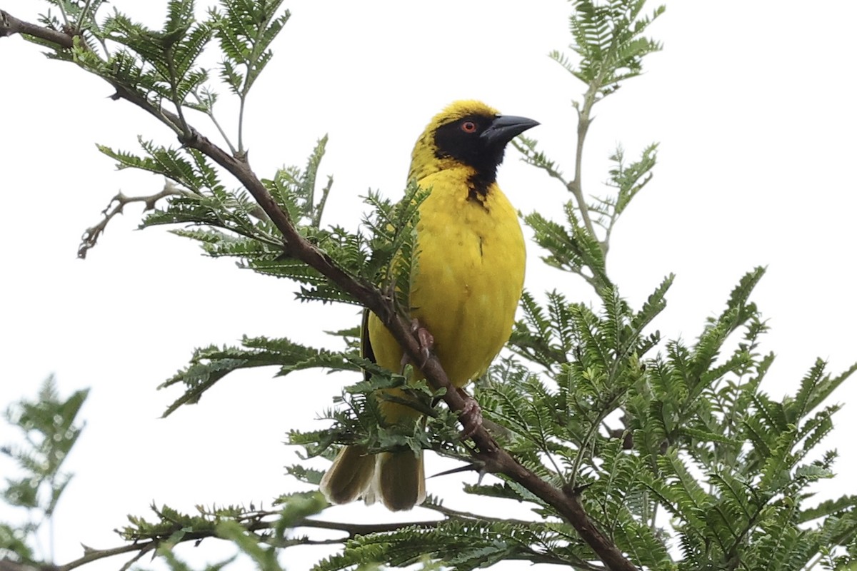 Village Weaver - ML642962882