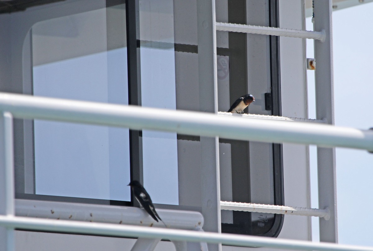 Barn Swallow - ML642962897