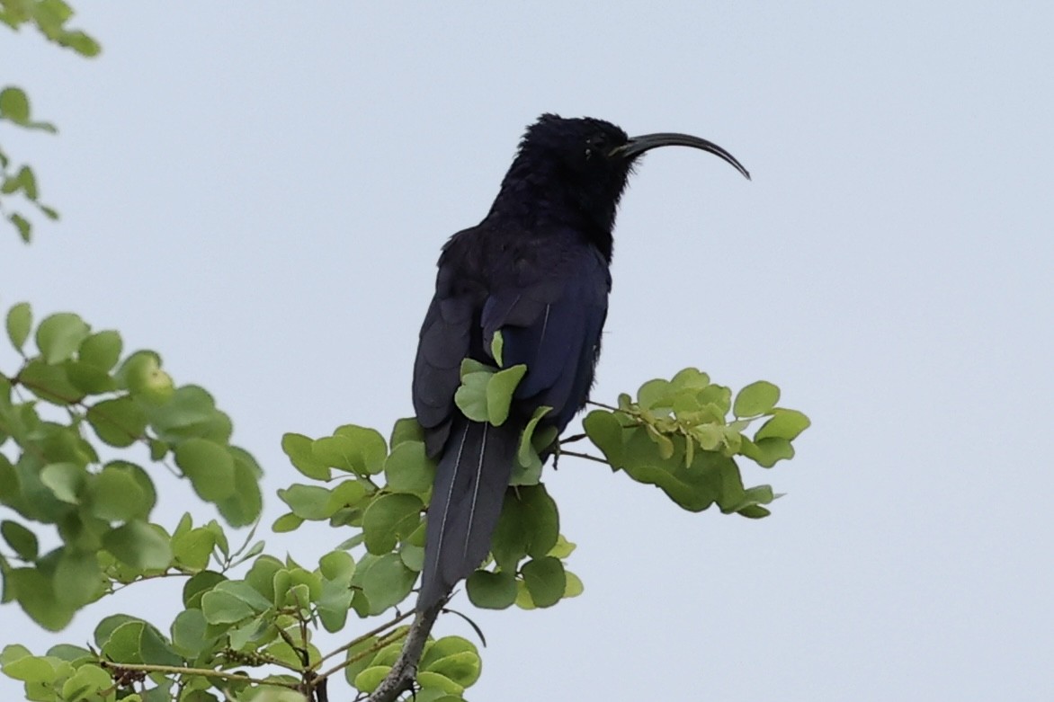 Common Scimitarbill - ML642962898