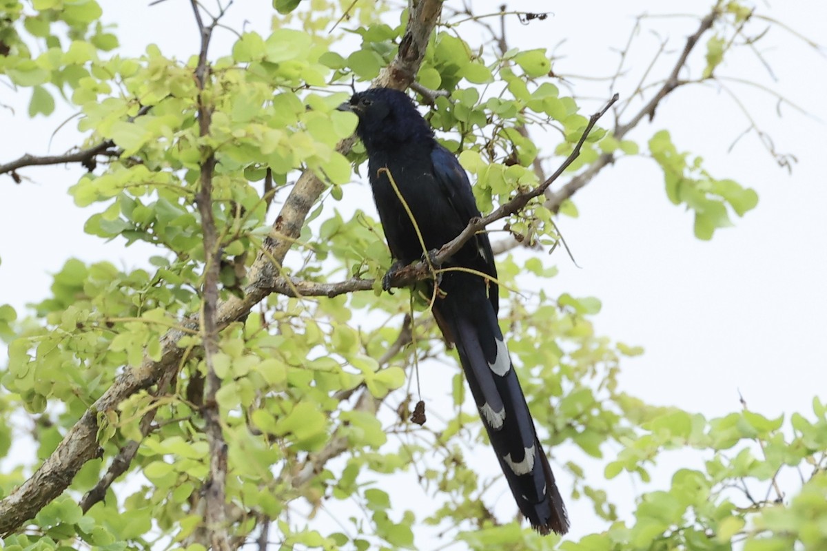 Common Scimitarbill - ML642962899