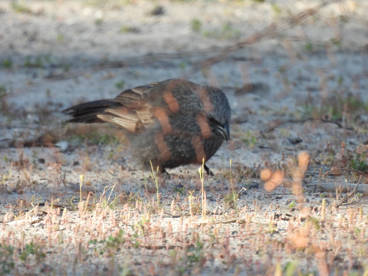 Apostlebird - ML642962907