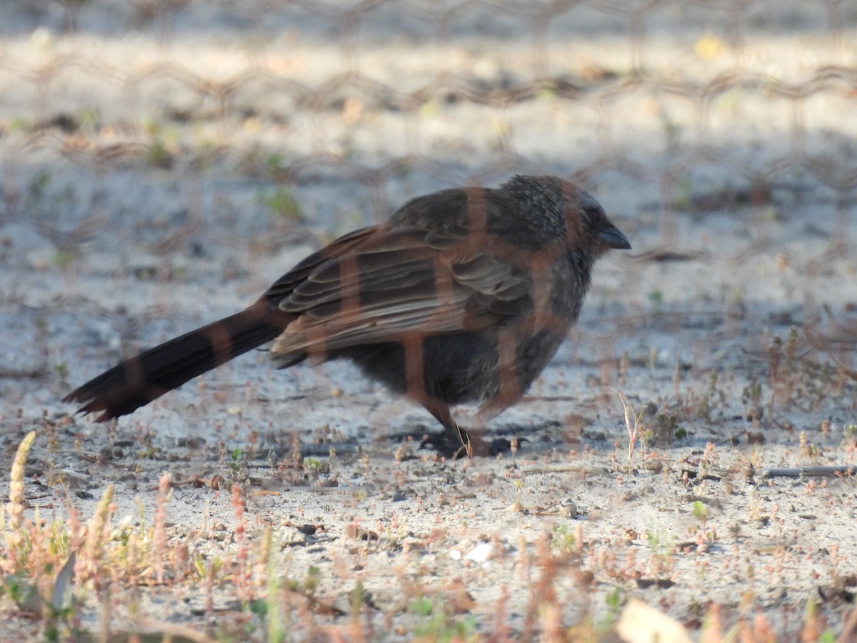 Apostlebird - ML642962908