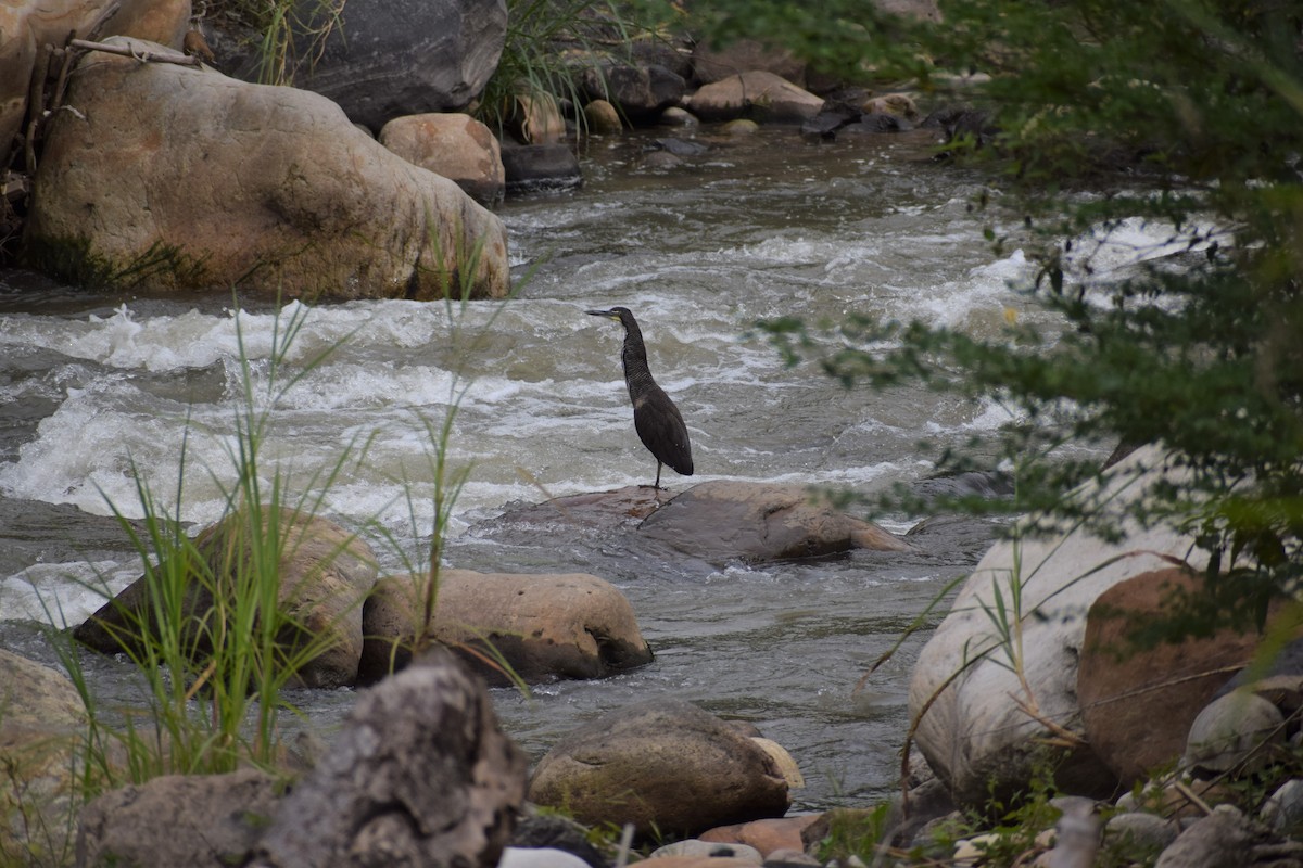 Fasciated Tiger-Heron - ML642962920