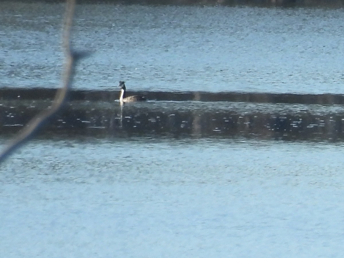 Great Crested Grebe - ML642962921