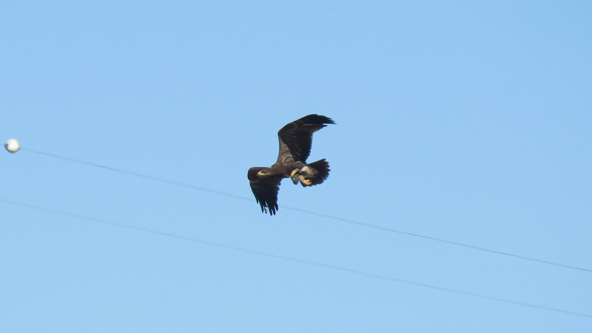 Lesser Spotted Eagle - ML642962926