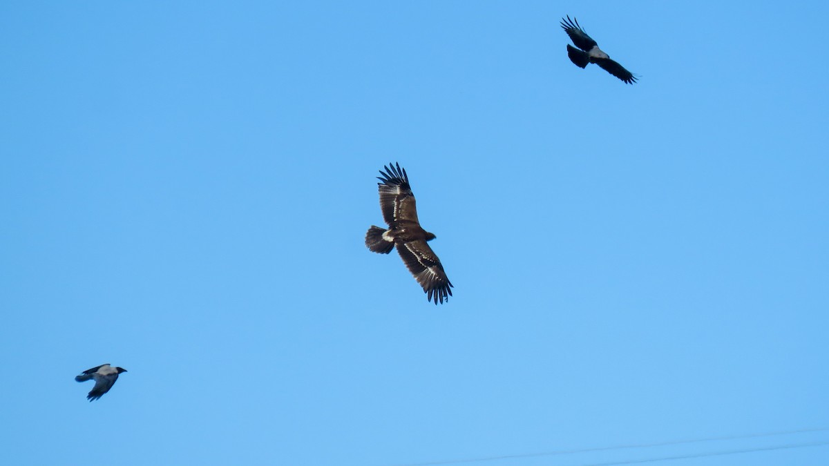 Lesser Spotted Eagle - ML642962927