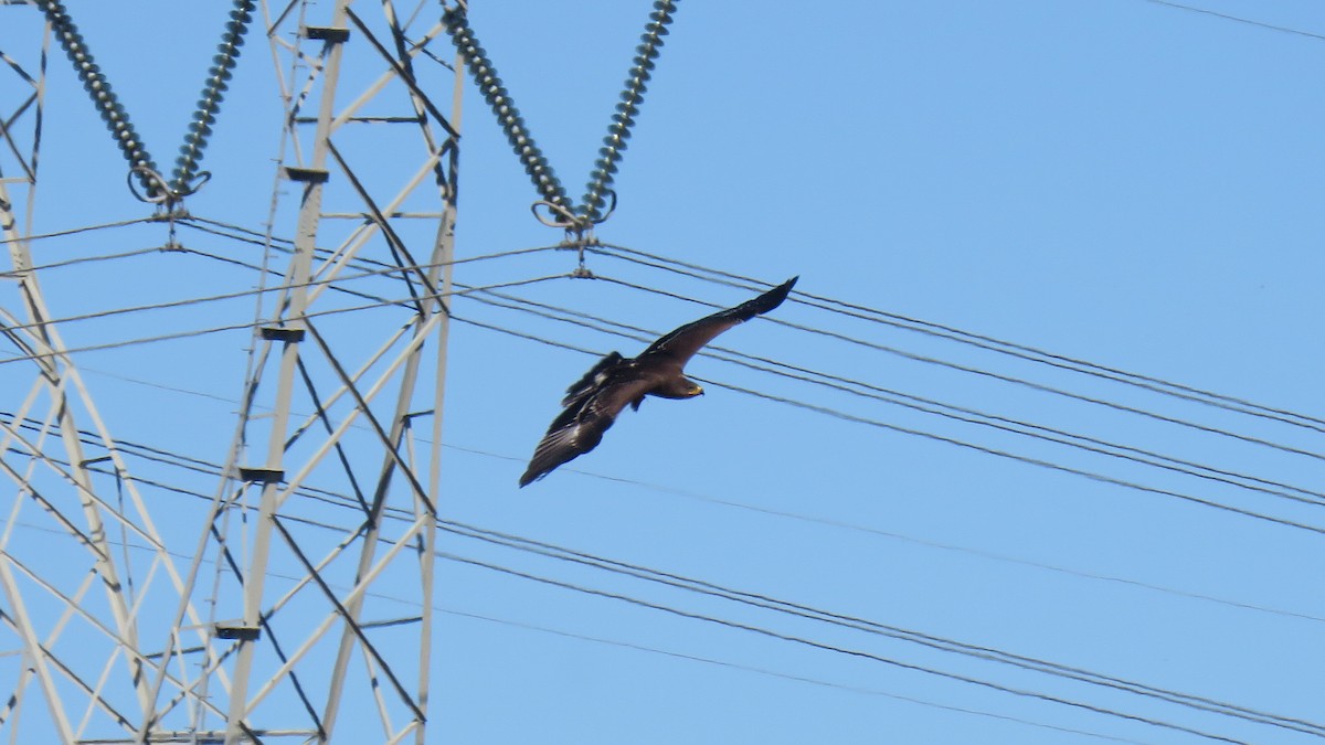 Lesser Spotted Eagle - ML642962928