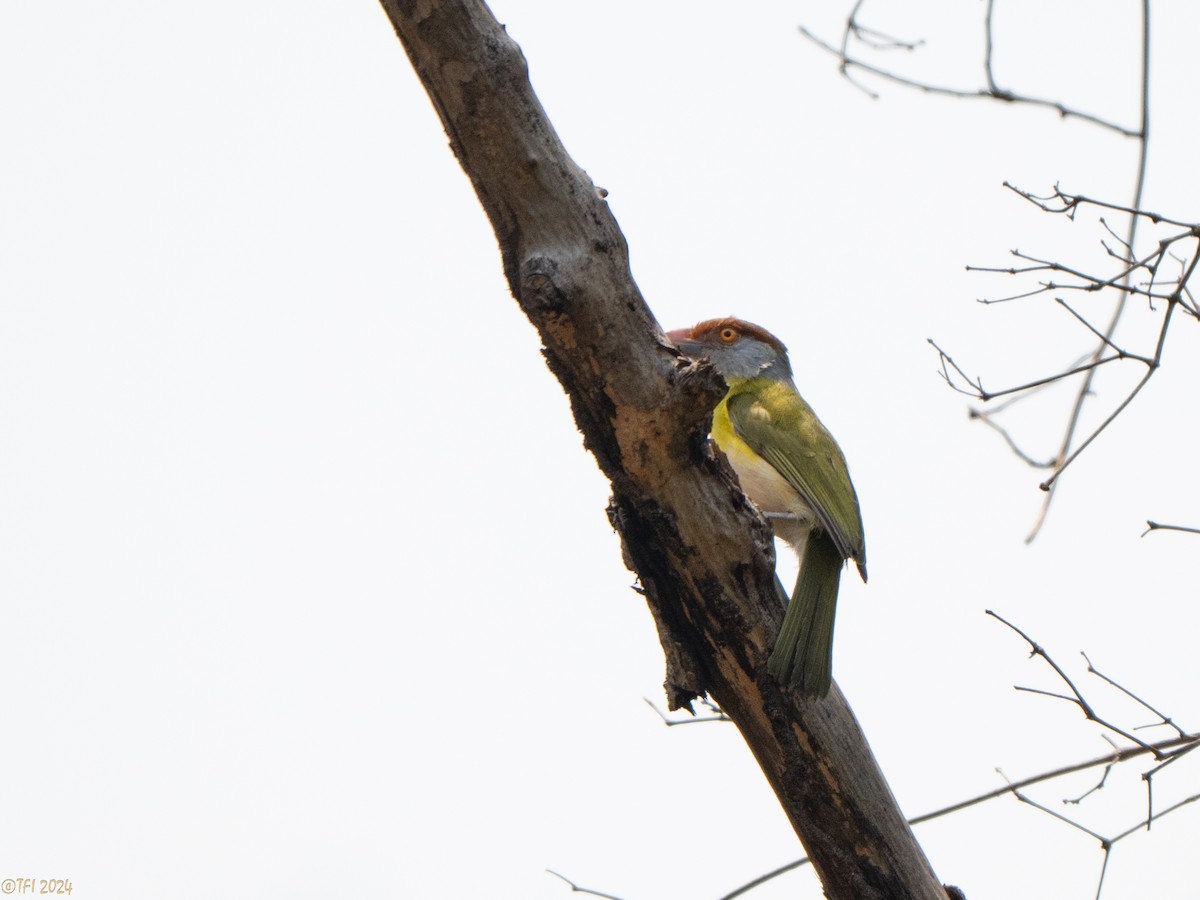 Rufous-browed Peppershrike - ML642962931